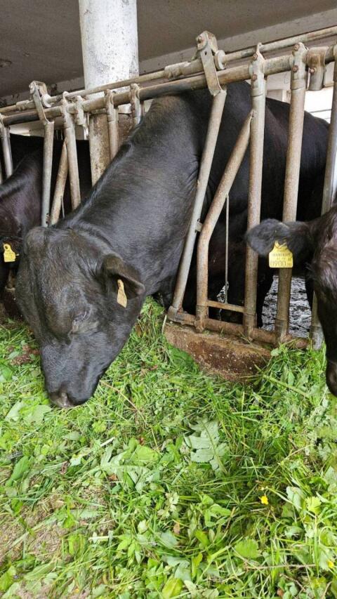 Bio Angus Stier