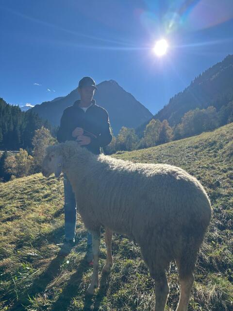 HB - Bergschafwidder