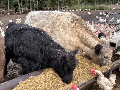 Absetzer Galloway Bulle
