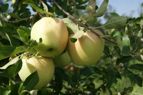 Äpfel
