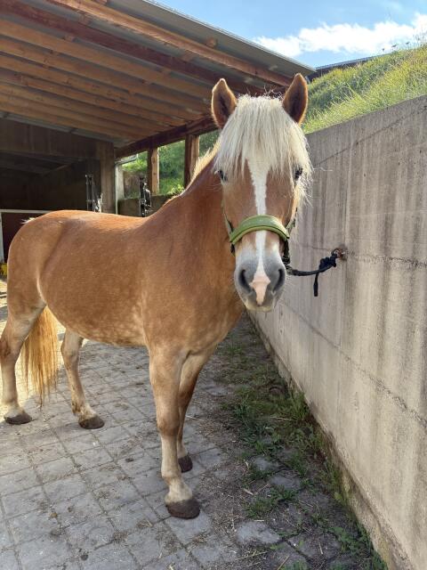Haflinger Stute