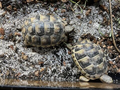 Schildkröten