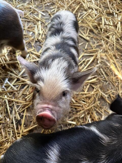 Kune Kune Ferkel