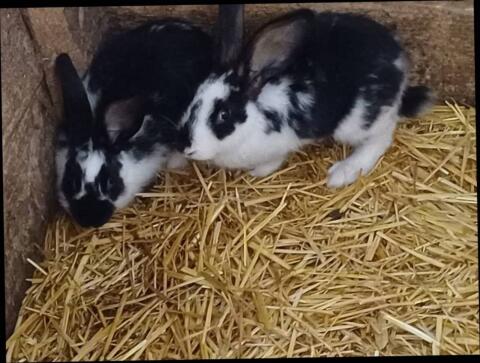Fleischkaninchen, Haushasen