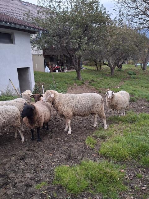 Merino Widder