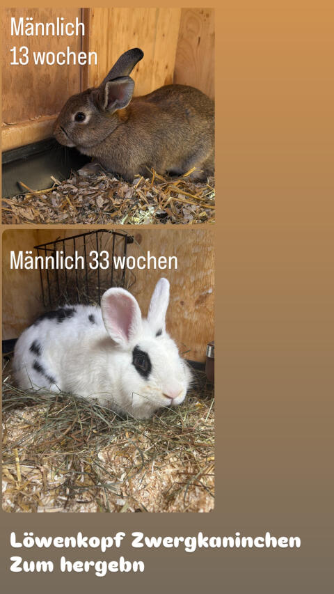 Zwergkaninchen