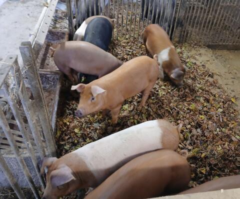 Duroc-Schwäbisch Hällisch Ferkel