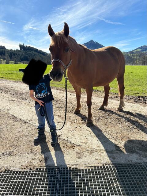 Kinderliebe, reitbare Ponystute