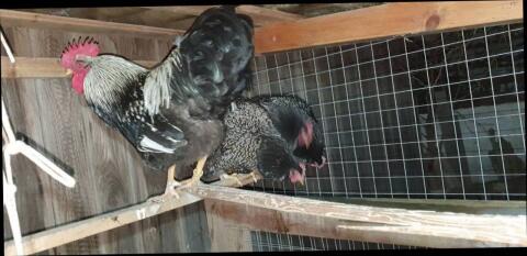 Barnevelder Stamm