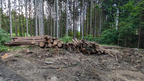 Brennholz