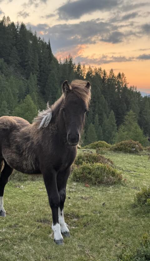Hengstfohlen Shetty