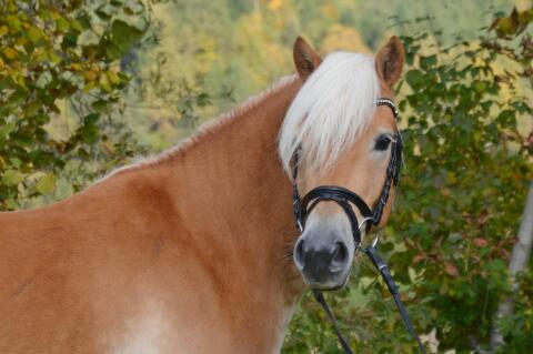 Haflinger-Wallach