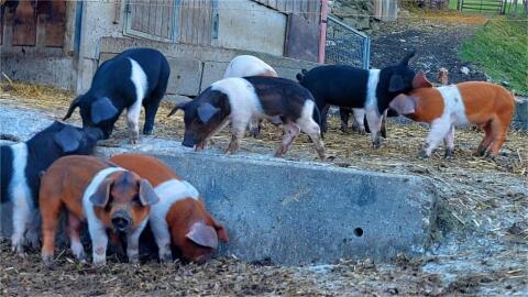 Bio Ferkel
