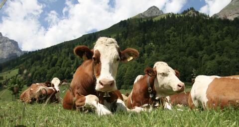Fleckvieh Kuh mit 2. Kalb trächtig
