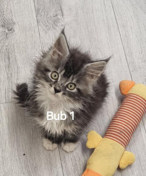 5 reinrassige Maine Coon Babys suchen Personal
