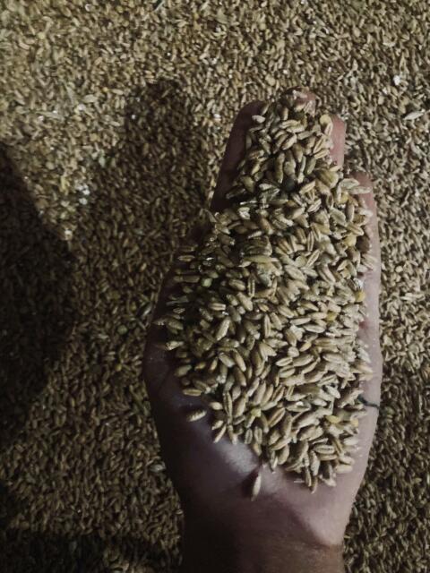 Umsteller-Bio Triticale