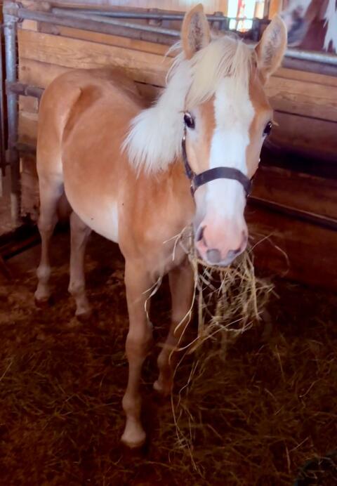 Haflinger-Stutfohlen
