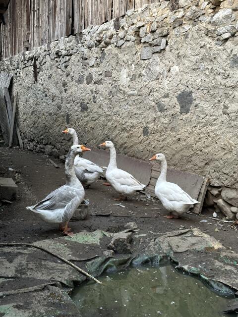 Gänse
