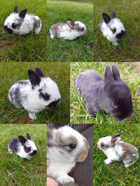 Hasen