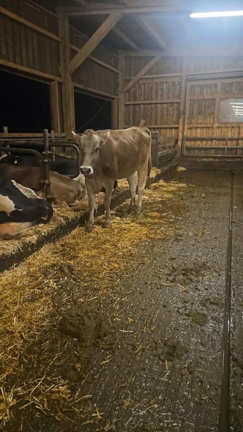 Brown Swiss Kalbin
