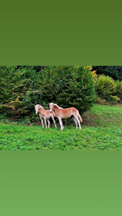 Haflinger