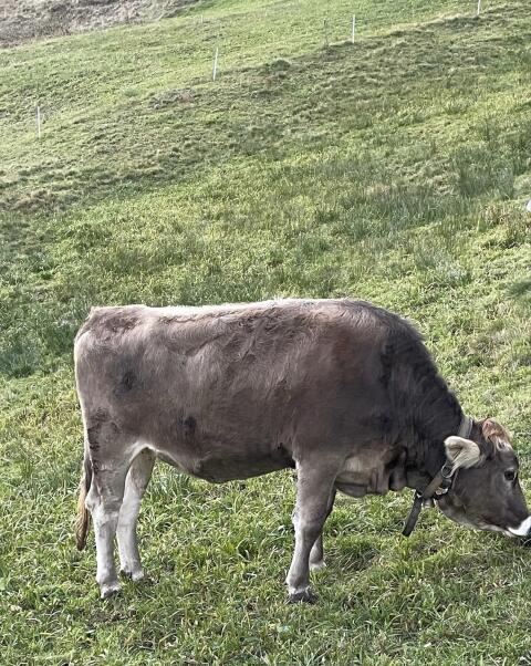 Braunvieh