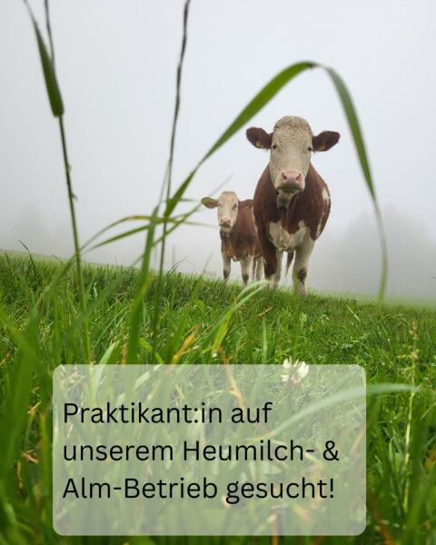 Praktikant:in auf unserem Heumilch- & Alm-Betrieb gesucht!