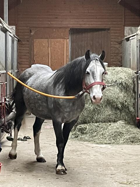 Freizeitpferd