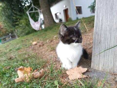 Kleine Katzen