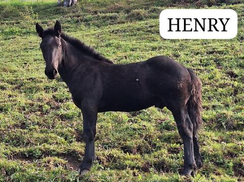 Noriker Hengst Henry und Romeo