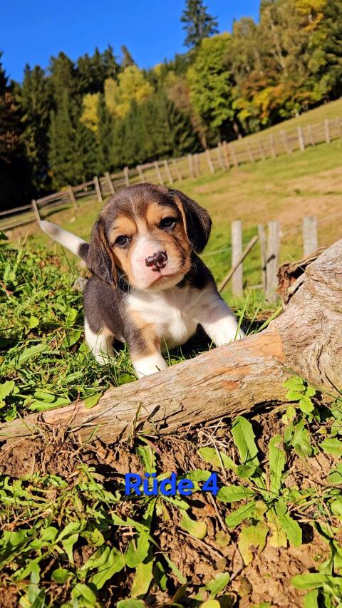 Beagle Welpen