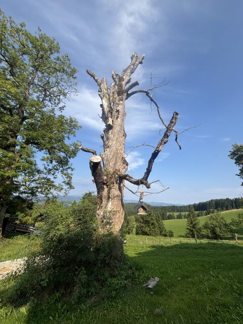 Bergahorn