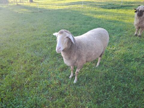 Merino Schaf