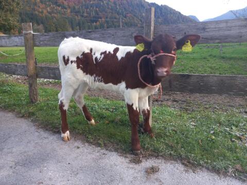Pinzgauer Zuchtkalb