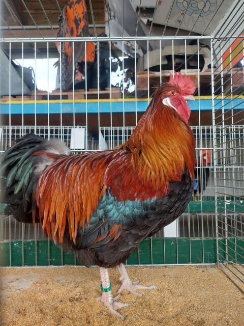 Sulmtaler, Am. Leghorn, La Fleće, Altsteirer, Bantam
