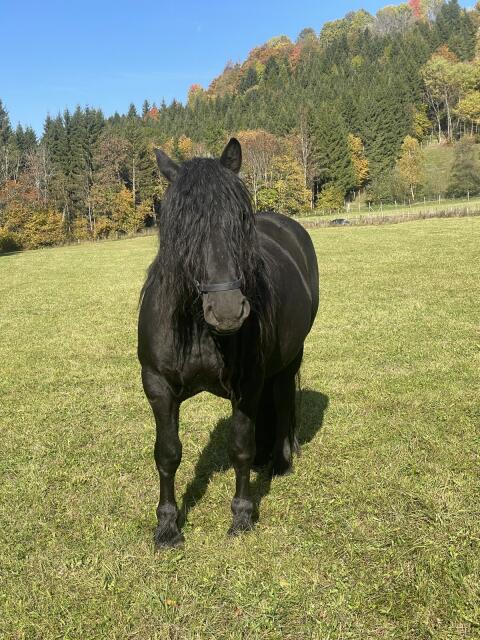 Noriker Wallach