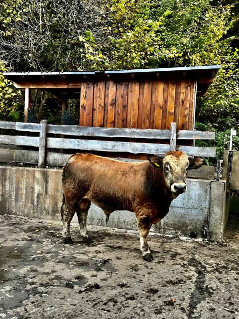 Bio Murbodner/Limousin Sprungstier