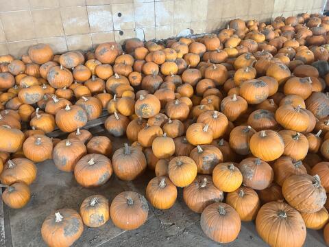 Halloweenkürbisse