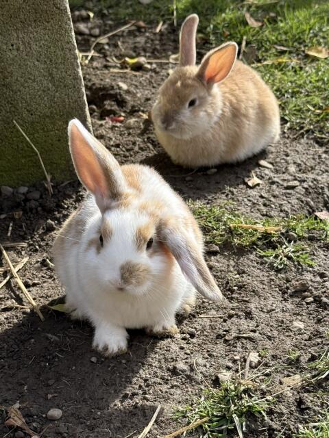 Zwergwidder und Löwenkopf kaninchen
