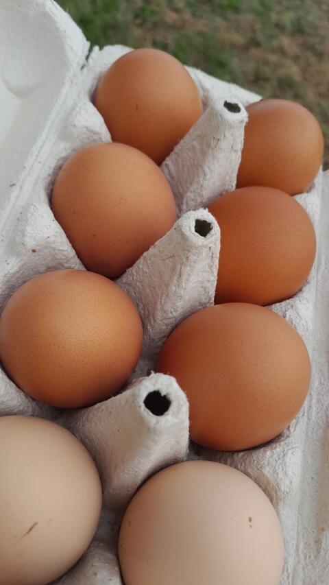 Eier zu verkaufen