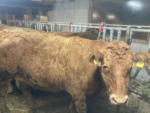 Bio Fleckvieh/Limousin Rind trächtig
