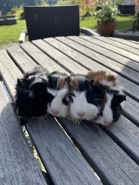 Meerschweinchen