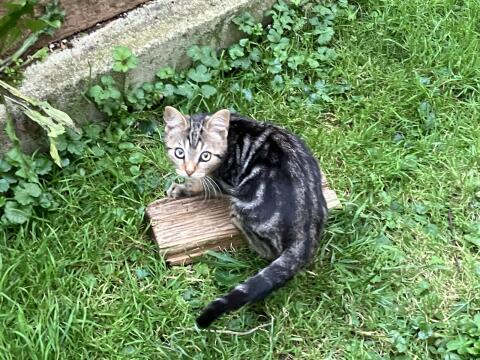 Katzen - Babykatzen - vollständig geimpft
