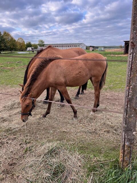 Lusitano-Mischlingsfohlen zu verkaufen