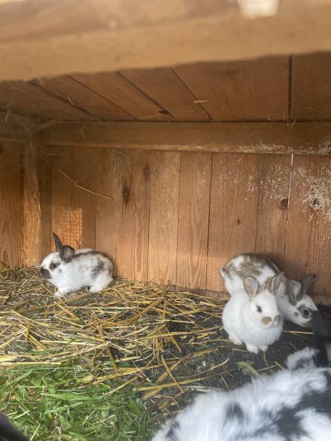 Hasen