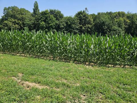 Suche kleine Landwirtschaft