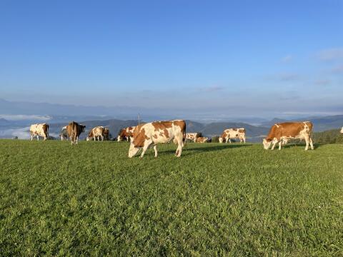 Fleckviehkuh mit Stierkalb für MUKU