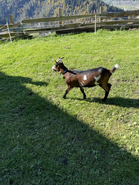 Ziege