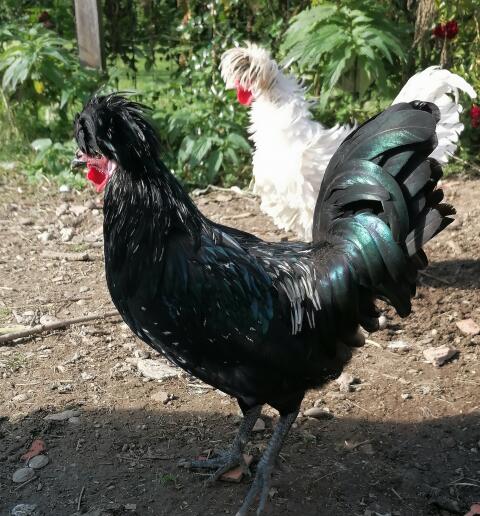 Junghähne (Zwergpaduaner, holländisches Zwerghaubenhuhn)