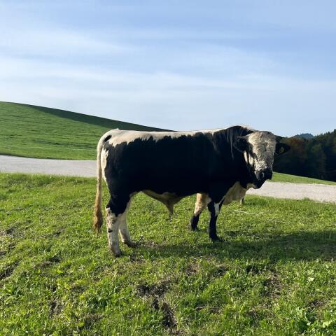 Pustertaler Sprinzen Jungstier